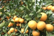 柑橘種植施肥技術(shù)文章_四川柑橘發(fā)秋稍施肥嗎 柑橘種植施肥技術(shù)文章_四川柑橘發(fā)秋稍施肥嗎