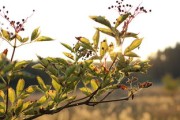 晴姬柑橘苗管理全攻略：高效栽培技術(shù)與科學(xué)養(yǎng)護要點解析
