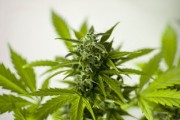 柑橘幼苗直立枝的科學(xué)修剪與高效培育方法解析