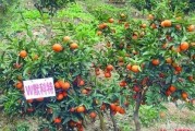 紅美人柑橘品種簡(jiǎn)介及圖片_紅美人與明日見品質(zhì)哪個(gè)好