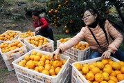 廣西省柑橘種植技術(shù)_云南柑橘種植面積 廣西省柑橘種植技術(shù)_云南柑橘種植面積