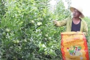 沃柑柑橘種植管理技術_12月份的沃柑怎么管理 沃柑柑橘種植管理技術_12月份的沃柑怎么管理