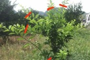 柑橘6月份病蟲(chóng)害防治_吡唑氟環(huán)唑在果樹(shù)上使用說(shuō)明
