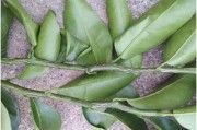 深度學(xué)習(xí)柑橘病蟲(chóng)害檢測(cè)_戊唑咪鮮胺能殺柑橘白癩病嗎
