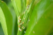 柑橘幼果病蟲(chóng)害大全_請(qǐng)問(wèn)怎么處理成千上萬(wàn)斤的廢柑橘果