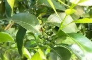 19個月柑橘種植技術_太空育種優(yōu)點和缺點