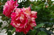 沃柑開花期怎么修剪枝條（沃柑開花期怎么修剪枝條視頻）