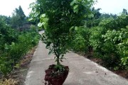 春見(jiàn)柑橘種植管理技術(shù)_春見(jiàn)留樹(shù)保鮮可以到多久