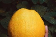陽(yáng)光一號(hào)柑橘新品種全國(guó)首發(fā)：品質(zhì)突破開(kāi)啟柑橘產(chǎn)業(yè)新紀(jì)元