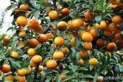 廣州柑橘種植技術(shù)培訓(xùn)班_廣東省農(nóng)科院果樹研究所電話是