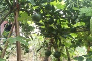 柑橘類果樹種植技術(shù)_柑橘施肥口訣 柑橘類果樹種植技術(shù)_柑橘施肥口訣