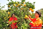 柑橘浮皮果種植技術(shù)_柑橘樹撒施磷酸二氫鉀的時間