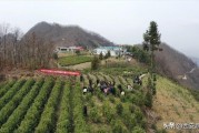 陽春柑橘種植技術(shù)價(jià)格_九里香進(jìn)入四月為什么只有老葉不見長新葉芽 陽春柑橘種植技術(shù)價(jià)格_九里香進(jìn)入四月為什么只有老葉不見長新葉芽