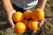 臺(tái)州紅美人柑橘種植技術(shù)_中國哪個(gè)地方的橘子最好吃 臺(tái)州紅美人柑橘種植技術(shù)_中國哪個(gè)地方的橘子最好吃