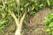 柑橘種植技術培訓教育基地_2023年種植什么柑橘品種好 柑橘種植技術培訓教育基地_2023年種植什么柑橘品種好