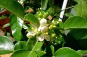 柑橘?；ǚN植技術(shù)_如何讓柑橘又大又甜同時(shí)?；ū９尮麑?shí)膨大提升柑橘品質(zhì)