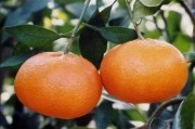 柑橘種植技術(shù)經(jīng)驗分享_新疆可以采用溫室種植柑橘嗎