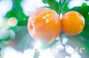 四會(huì)柑橘的種植技術(shù)_在什么地方種植沙糖桔