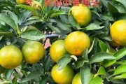 明日見(jiàn)柑橘好不好種植呀視頻（明日見(jiàn)柑橘種植前景）