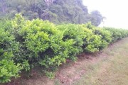 柑橘3月病蟲害防治_在柑橘萌芽期可以用石硫合劑嗎 柑橘3月病蟲害防治_在柑橘萌芽期可以用石硫合劑嗎