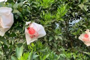 柑橘種植管理技術花期用藥_柑橘開花期還可以開溝施肥嗎