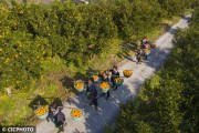 無人機柑橘種植技術(shù)_大疆植保效果詳細介紹