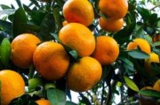 柑橘種植技術(shù)怎么樣_春見柑橘八月份種植技術(shù)