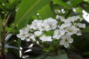 柑橘種植的技術(shù)是什么_東北柑橘種植技術(shù) 柑橘種植的技術(shù)是什么_東北柑橘種植技術(shù)