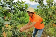柑橘 檸檬種植技術(shù)員工作_你和比自己小的男生曖昧過嗎 柑橘 檸檬種植技術(shù)員工作_你和比自己小的男生曖昧過嗎
