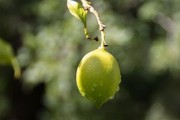 廣西柑橘在加工技術(shù)落后方面有問(wèn)題，產(chǎn)業(yè)升級(jí)亟待突破瓶頸