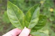 柑橘病蟲害管理書籍目錄_克菌丹在柑橘上的應(yīng)用