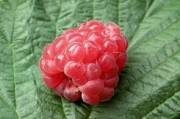 耙耙柑幾月份果子成熟？成熟期管理技巧與最佳采摘時間解析
