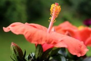 沃柑開(kāi)花前?；ㄟ€開(kāi)花后噴藥好呢（沃柑花期可以噴藥嗎?）