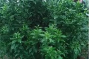 馬水柑橘病蟲害原色_及對應(yīng)的品種特點是什么 馬水柑橘病蟲害原色_及對應(yīng)的品種特點是什么