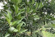 柑橘秋梢種植技術_用什么肥料使柑橘秋梢老熟快
