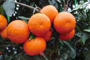 愛(ài)媛28號(hào)價(jià)格最新消息_市面上哪種橘子好吃 愛(ài)媛28號(hào)價(jià)格最新消息_市面上哪種橘子好吃