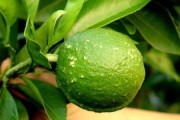 柑橘屬病蟲(chóng)害類嗎_柑橘真菌細(xì)菌病害全面解析如何防治