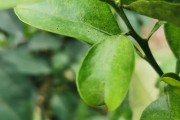 柑橘哪些病蟲害最嚴(yán)重_苯甲丙環(huán)唑在柑橘上的應(yīng)用