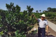 柑橘種植技術(shù) 大雅_(tái)糖尿病人可以吃金桔嗎 柑橘種植技術(shù) 大雅_(tái)糖尿病人可以吃金桔嗎