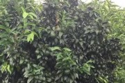 柑橘種植養(yǎng)護管理技術_種植柑橘土壤什么酸堿度最好