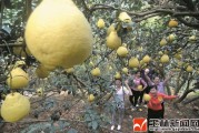 玉林柑橘苗種植技術_今年的水果為什么這么貴