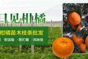 臍橙凍了還能吃嗎有毒嗎（臍橙凍壞后可以澆水嗎）