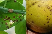 柑柑橘病蟲害診治圖譜_買農(nóng)資上什么網(wǎng)好 柑柑橘病蟲害診治圖譜_買農(nóng)資上什么網(wǎng)好