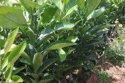 愛媛38柑橘種植技術(shù)6_紅美人柑橘在云南種的好嗎 愛媛38柑橘種植技術(shù)6_紅美人柑橘在云南種的好嗎