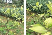 眉山柑橘病蟲(chóng)害防治站電話_哪種冰糖橙更好吃芭芭農(nóng)場(chǎng)答題
