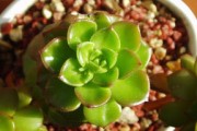 柑橘今日價(jià)格最新行情速覽：產(chǎn)區(qū)報(bào)價(jià)與市場走勢分析