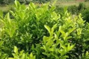 直播柑橘種植技術(shù)_柑橘2毛5都賣不出去而傾倒在國(guó)道盤在桂林 直播柑橘種植技術(shù)_柑橘2毛5都賣不出去而傾倒在國(guó)道盤在桂林