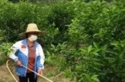 柑橘果樹病蟲害防治時(shí)間_柑橘潰瘍病與脂點(diǎn)黃斑病如何區(qū)分