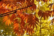 柑橘表面有大塊色斑什么病毒(柑橘表皮有白點(diǎn)) 柑橘表面有大塊色斑什么病毒(柑橘表皮有白點(diǎn))