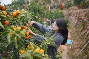南寧沃柑直播基地(廣西南寧沃柑種植基地)